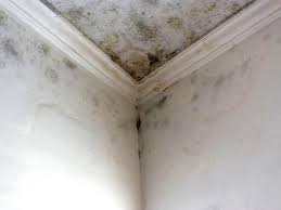 Best Mold Removal for HVAC Installations  in North Lynnwood, WA